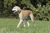 SALUKI 048